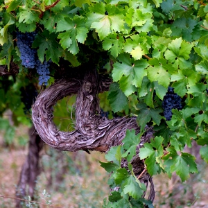 Pied de vieille vigne et grappe de raisins rouge dans les cailloux - France  - collection de photos clin d'oeil, catégorie plantes